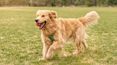 Hund läuft mit Ball über Wiese