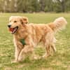 Hund läuft mit Ball über Wiese