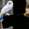 Harry Potter im Winter mit Eule Hedwig auf dem Arm