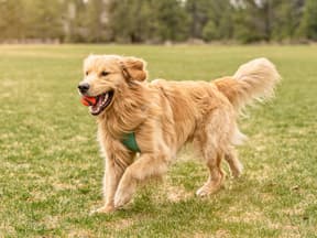 Hund läuft mit Ball über Wiese