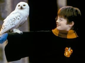 Harry Potter im Winter mit Eule Hedwig auf dem Arm