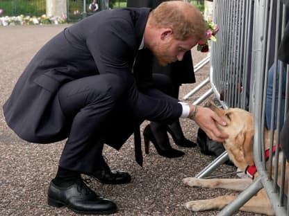 Prinz Harry streichelt Hund