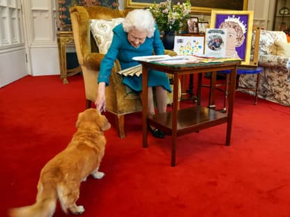 Queen Elizabeth II. beugt sich zu einem Corgi runter