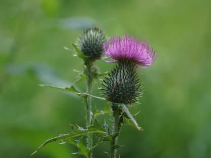 Mariendistel