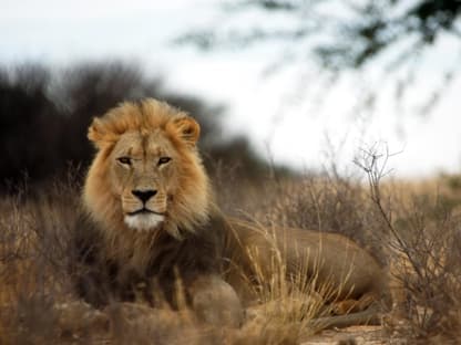 kgalagadi_transfrontier_nationalpark