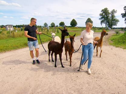 "Bauer sucht Frau" 2024: Saskia und Hofmann Martin mit den Alpakas 