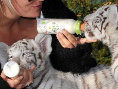 Sarah Connor füttert die beiden mit Milch aus der Flasche. Die Kleinen wurden nach der Geburt von ihrer Mutter verstoßen