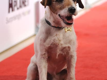 Uggie ist der ungekrönte Star des Oscar-prämierten Films "The Artist"