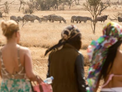 Auf Tuchfühlung mit Zebras