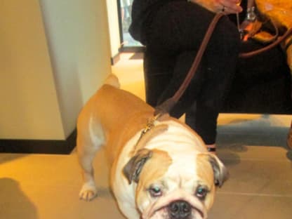 Mein Highlight des Tages, die Bulldogge bei Bottega