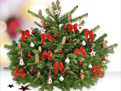 Ihr habt noch keinen Weihnachtsbaum? Dann schnell auf <a title="http://www.blume2000.de/Nach-Preis/Festtagstraum.html" href="http://www.blume2000.de/Nach-Preis/Festtagstraum.html" target="_blank">www.blume2000.de </a>klicken: Wer bis 18:30 Uhr bestellt, der kann bereits am Folgetag mit der Zustellung rechnen. Die echte Nordmanntanne wird bereits mit Schleifen und Zapfen geschmückt  geliefert. Dazu gibt es rote und weiße Glaskugeln  und passende Holzanhänger. Wie praktisch! Preis: 39,95 Euro